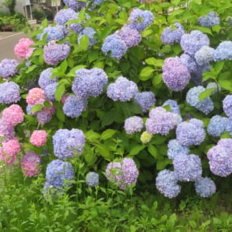ハートの紫陽花。独り言。