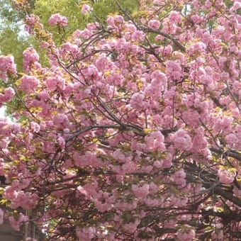散る桜見送るように八重桜（稲荷小路）