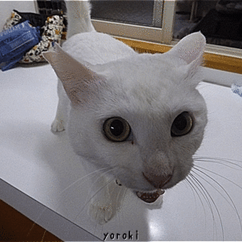 近っ！
