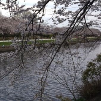 今更あげますが桜を見に行ってきました。
