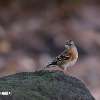 今日の野鳥 ・・アトリ・・水場に。。 