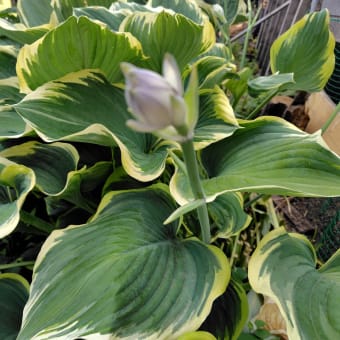 庭は花盛り