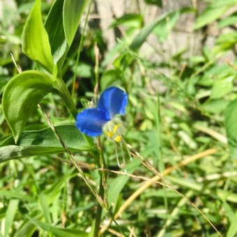 身近な植物😄✨近所でツユクサを発見〜🍀✨💙🌈