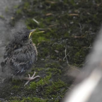 野鳥シリーズ　３