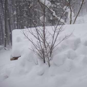 みなかみ町藤原　ペンション　オールド・ストリング　ボート小屋の雪降ろし