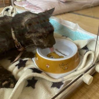 【ネコ】動物用 酸素室導入