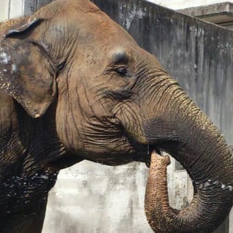 桐生ヶ丘動物園