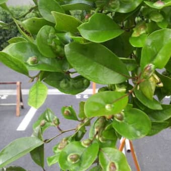 この病気はなに？