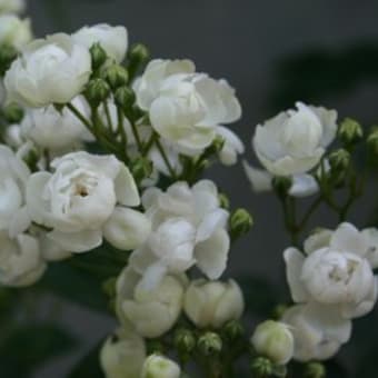 今日の名花　ジョセフィンブルース（HT）、ジャックカルチェ、フレンチレース・・・