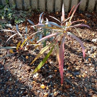 南西の庭☆植栽5種