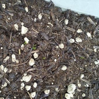 ピーマン、長ネギ、トウモロコシの芽が出はじめました。