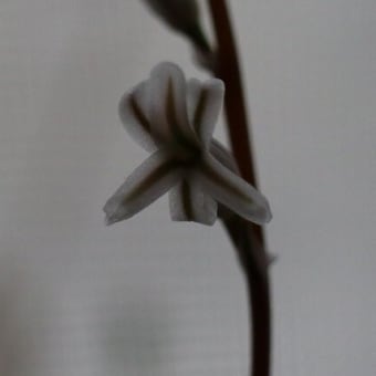 ウンビラティコラの花