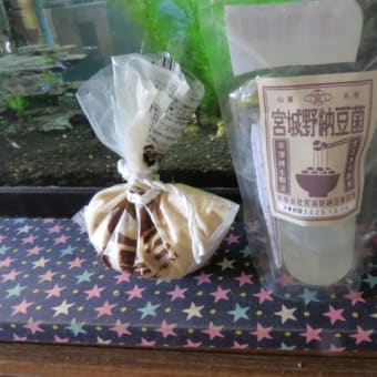 納豆菌培養