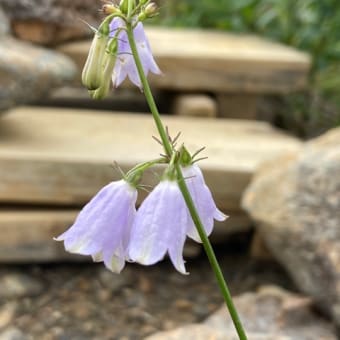 高山植物　八方池へ