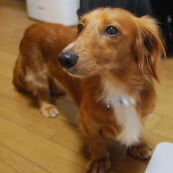 新入りイケメン