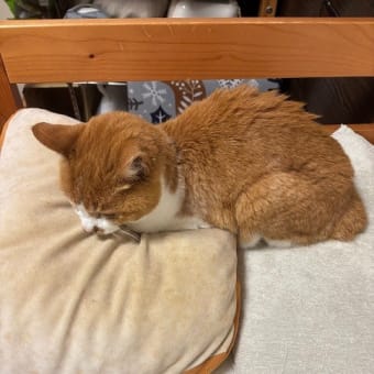 今日の擬態