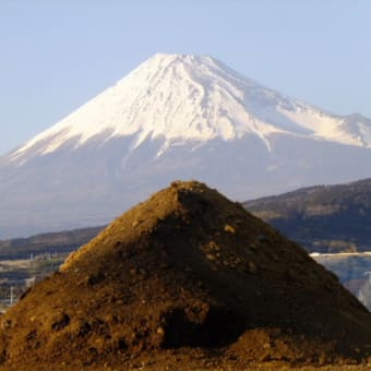 富士山と　水仙