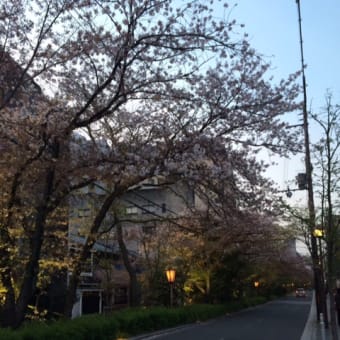 桜満開！！