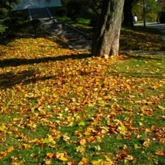 北海道・札幌　中島公園の紅葉④