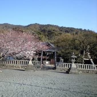 御崎神社の桜　プリウス １㍑＝38㌔　アフラック　アリコジャパン