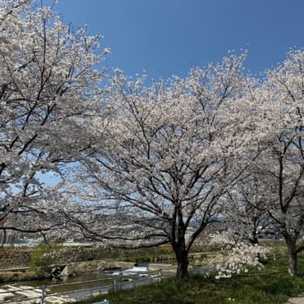 今日の桜・・満開