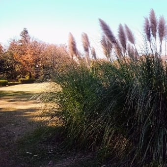 神代植物公園11月15日(木)