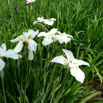 赤堀花しょうぶ園に行ってきた。