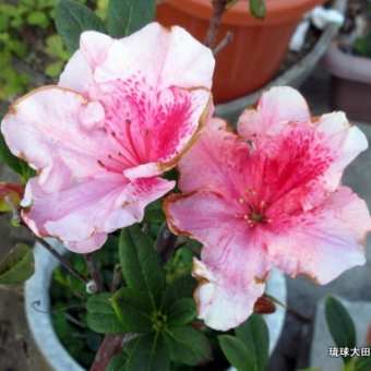 琉球大田焼ギャラリー花便り　☆春の花が満開です～♪