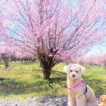 桜まとめ☆彡