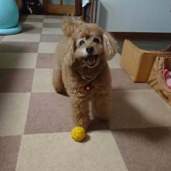 長寿犬