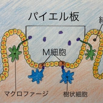 感染対策の重要拠点「小腸」