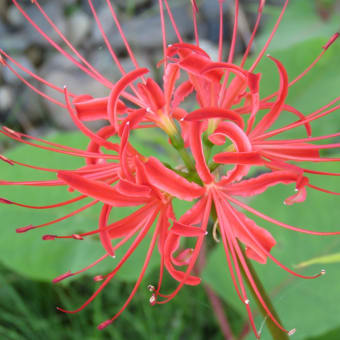 曼珠沙華
