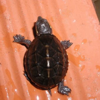 ミシシッピニオイガメ（Sternotherus odoratus）