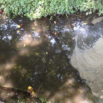 デッキ下茸と蕗と泡沫と（仙波河岸史跡公園）