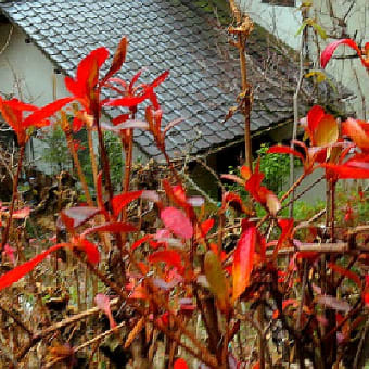 冬空に赤い木葉が頑張っている。ピラミッドアジサイ、ブルーベリー他。