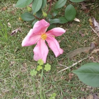 庭の花の様子