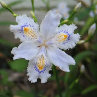 菖蒲・アヤメ？