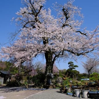 白泉寺の枝垂れ桜