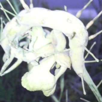 近所の奇形菜の花