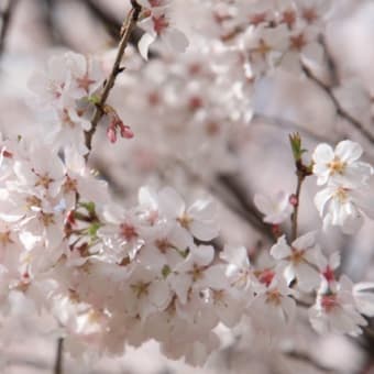 東村山市の小彼岸桜の開花状況
