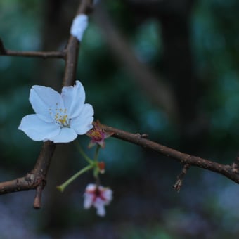 Yokosuka庭桜。