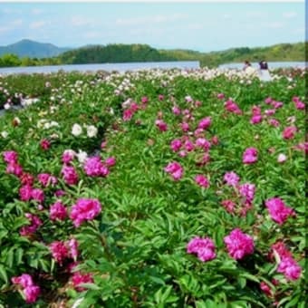 △　芍薬の花　10万本農園を訪ねて・・・