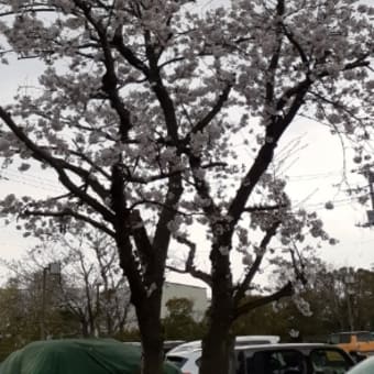 桜・・・・綺麗ですね😊私の心はぐちゃぐちゃで汚いです😭