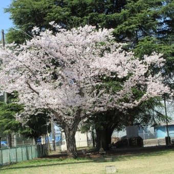春の桜