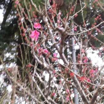 桜の前には