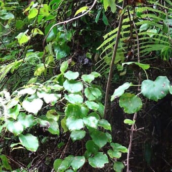 ツル植物・草本、木本 ①