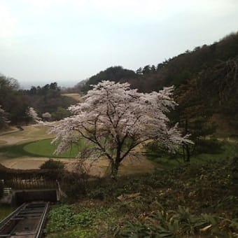 新津ＣＣの桜