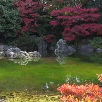 11/29  秋のバスツアー、万博記念公園の日本庭園で秋の風情を楽しみました