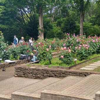 相模原北公園のバラ