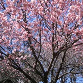三ッ池公園の椿寒桜